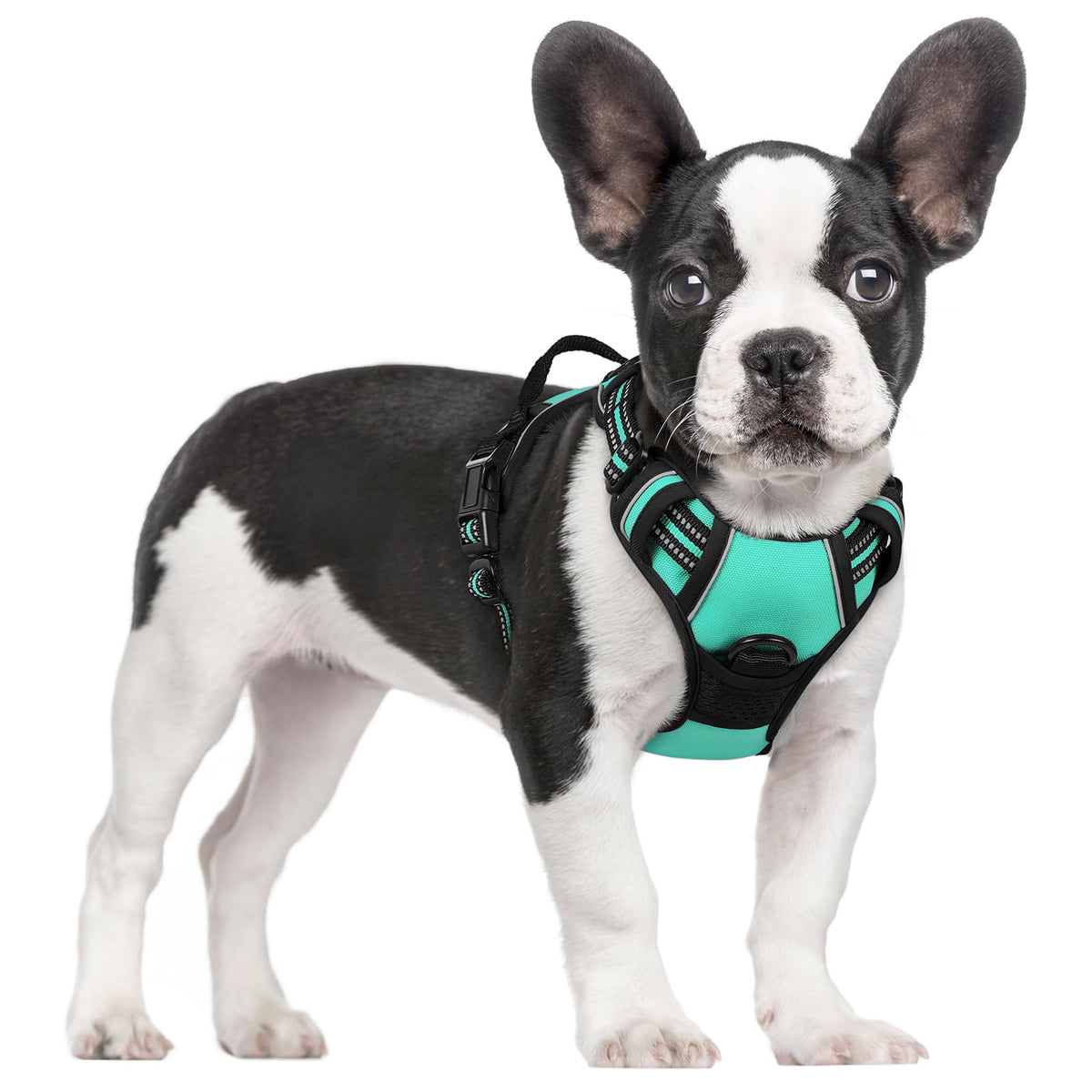 Arnés rabbitgoo para perros sin tirones, enfoque frontal turquesa, ideal para control durante paseos