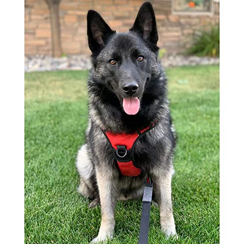 Rabbitgoo arnés seguro y cómodo para perros grandes en uso diario.