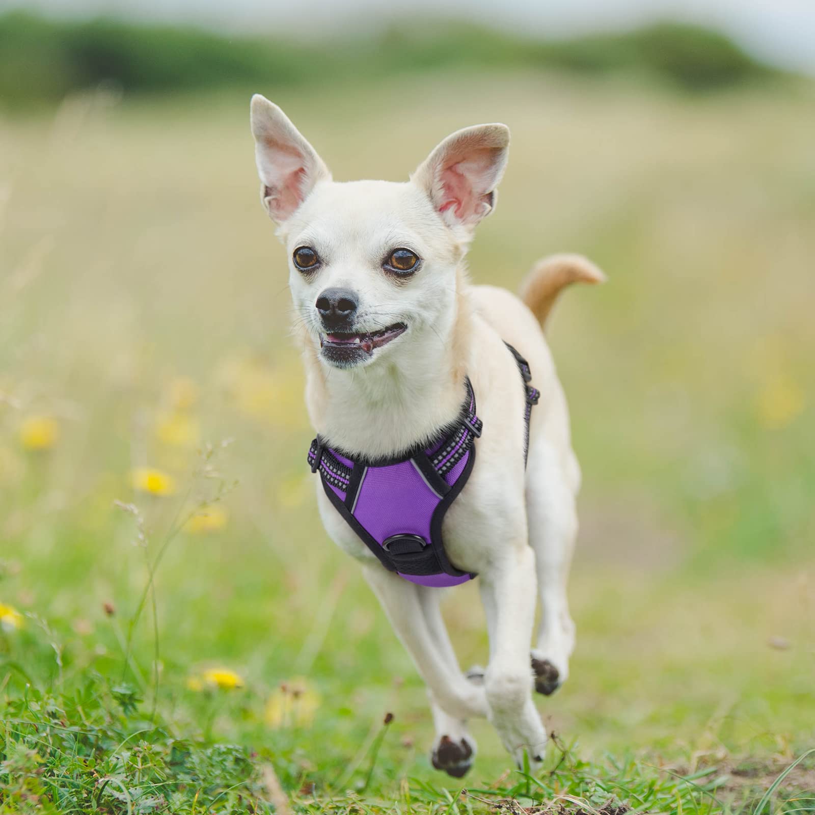 Arnés rabbitgoo para perros pequenos, diseño compacto.