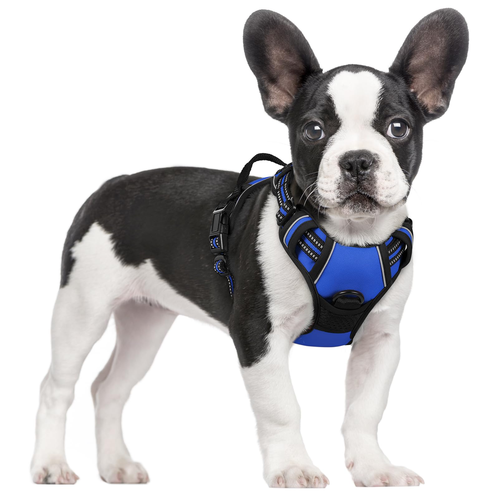 Arnés Rabbitgoo sin tirones, vista frontal azul deslumbrante, ideal para perros pequeños.
