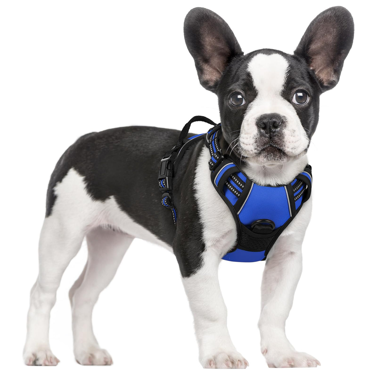 Arnés Rabbitgoo sin tirones, vista frontal azul deslumbrante, ideal para perros pequeños.