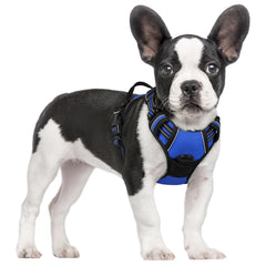 Arnés Rabbitgoo sin tirones, vista frontal azul deslumbrante, ideal para perros pequeños.