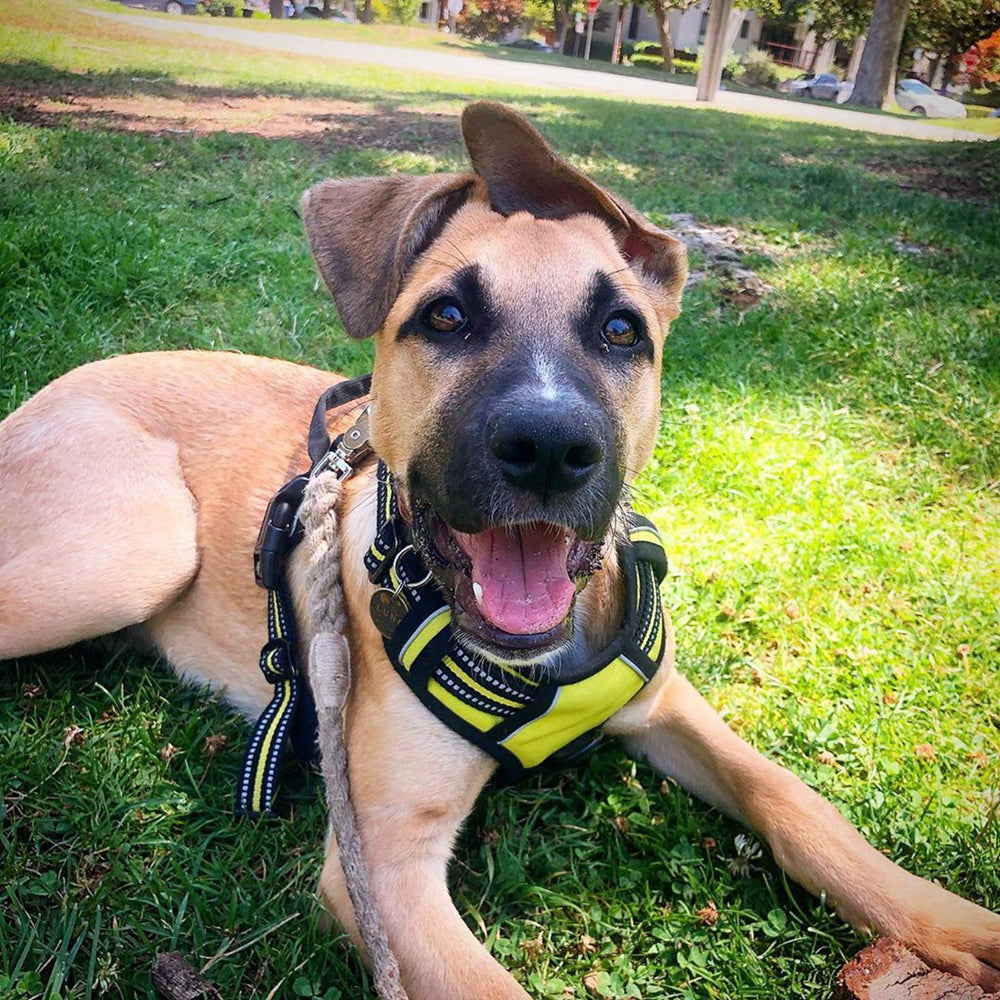 Arnés para paseos y senderismo con perros medianos Rabbitgoo