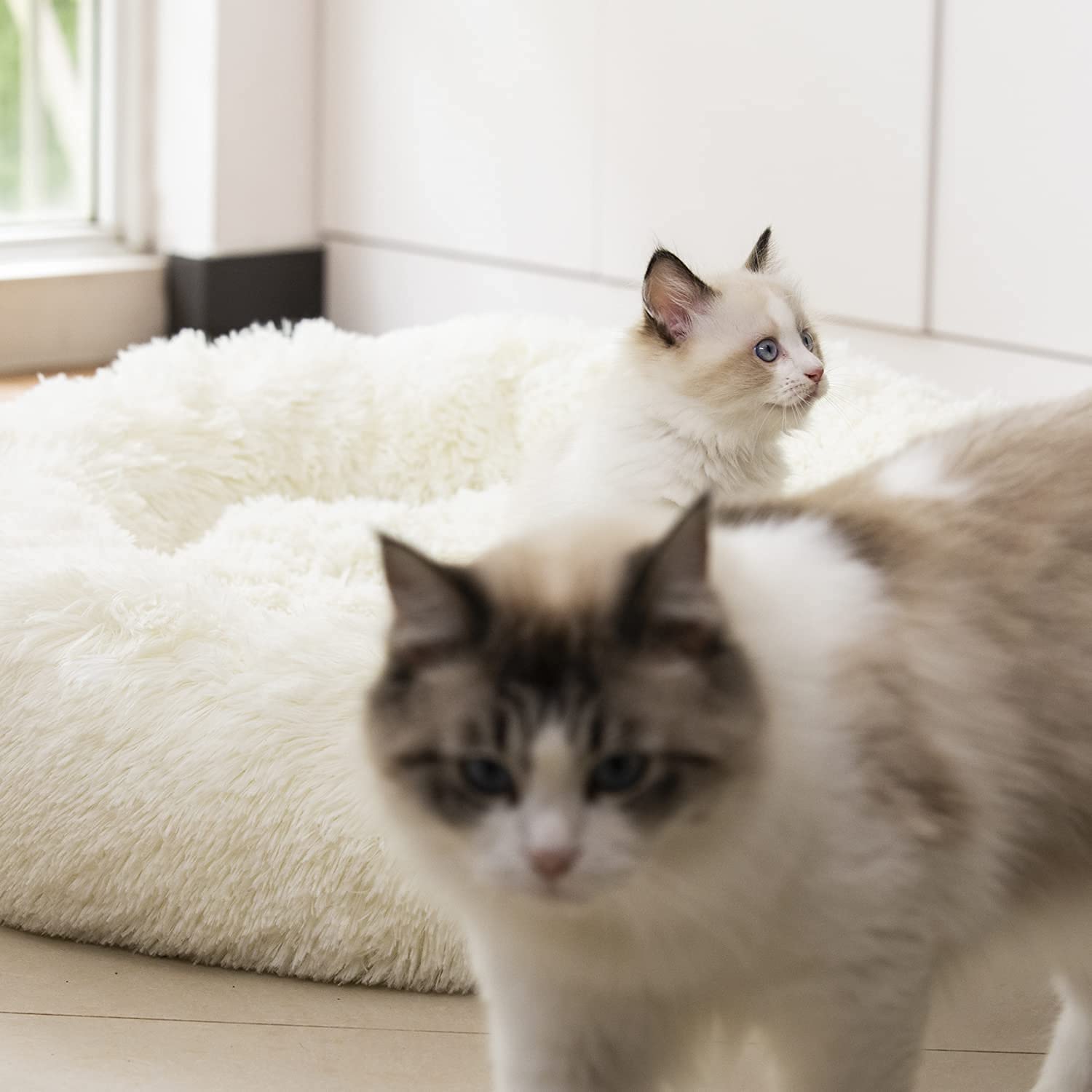 Cama Raimaiso incluye un juguete para estimular la curiosidad de tu mascota