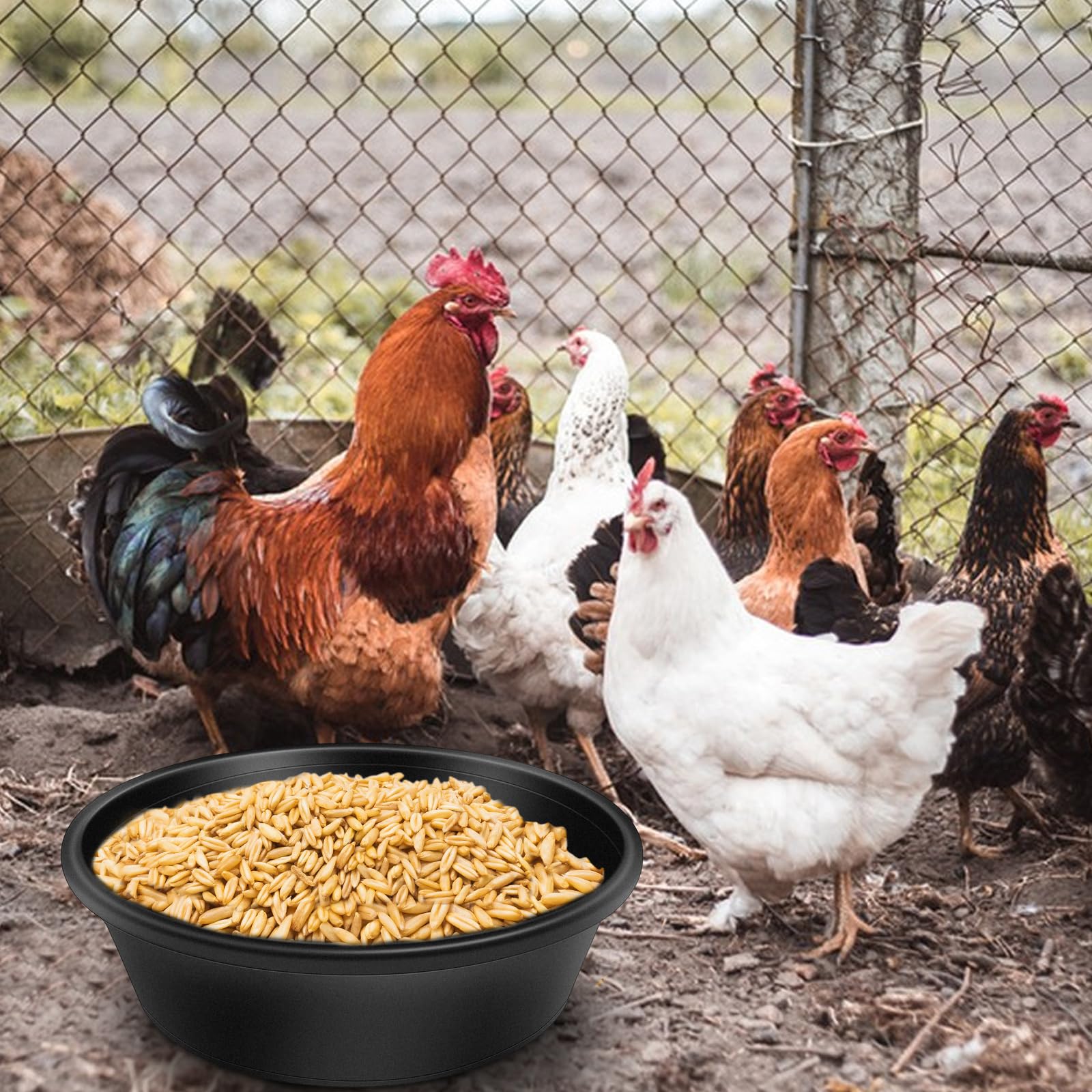 Cuenco Rainmae para gallinas, ideal para agua o comida.