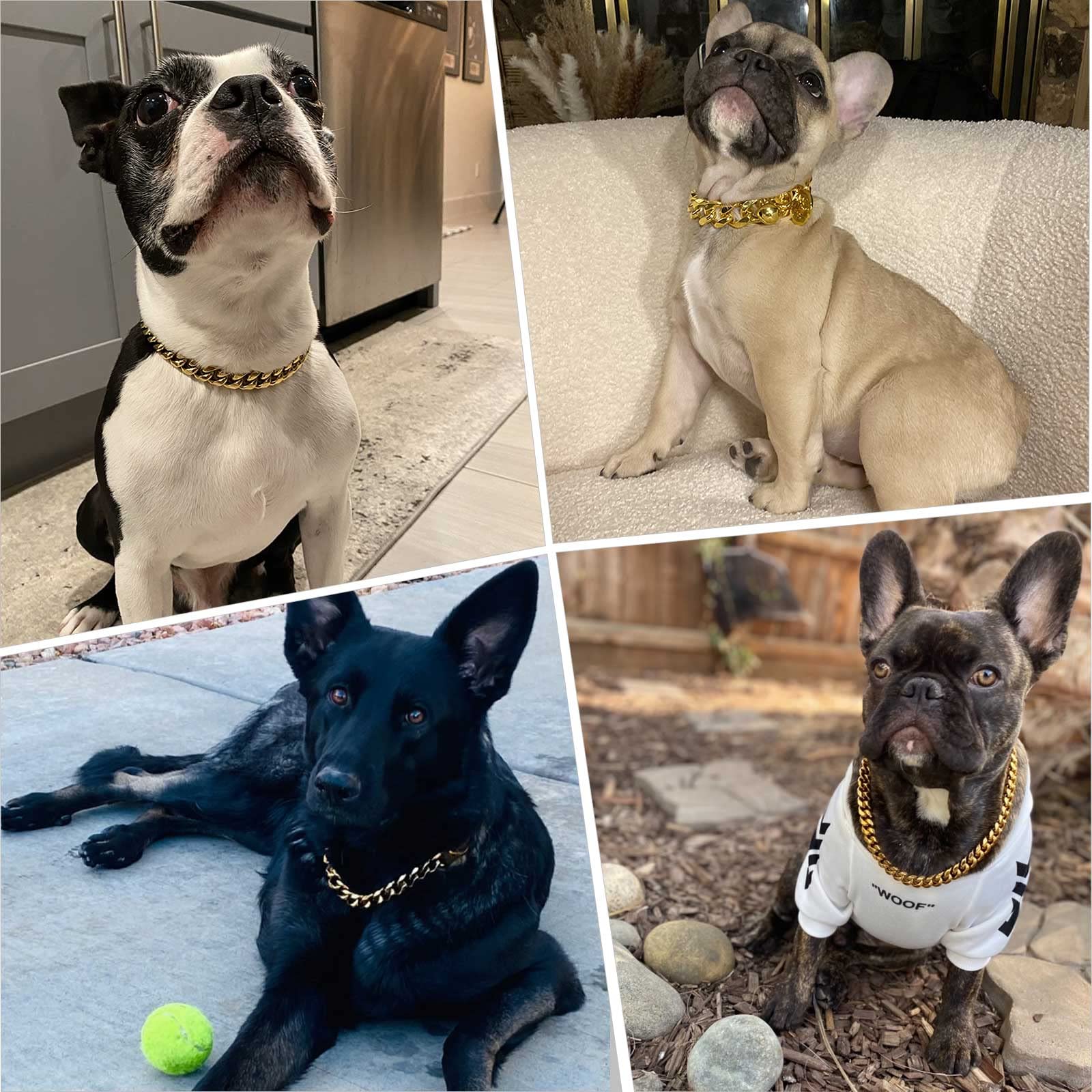 RAIWAV collar de lujo a prueba de mordidas para paseos y momentos especiales.