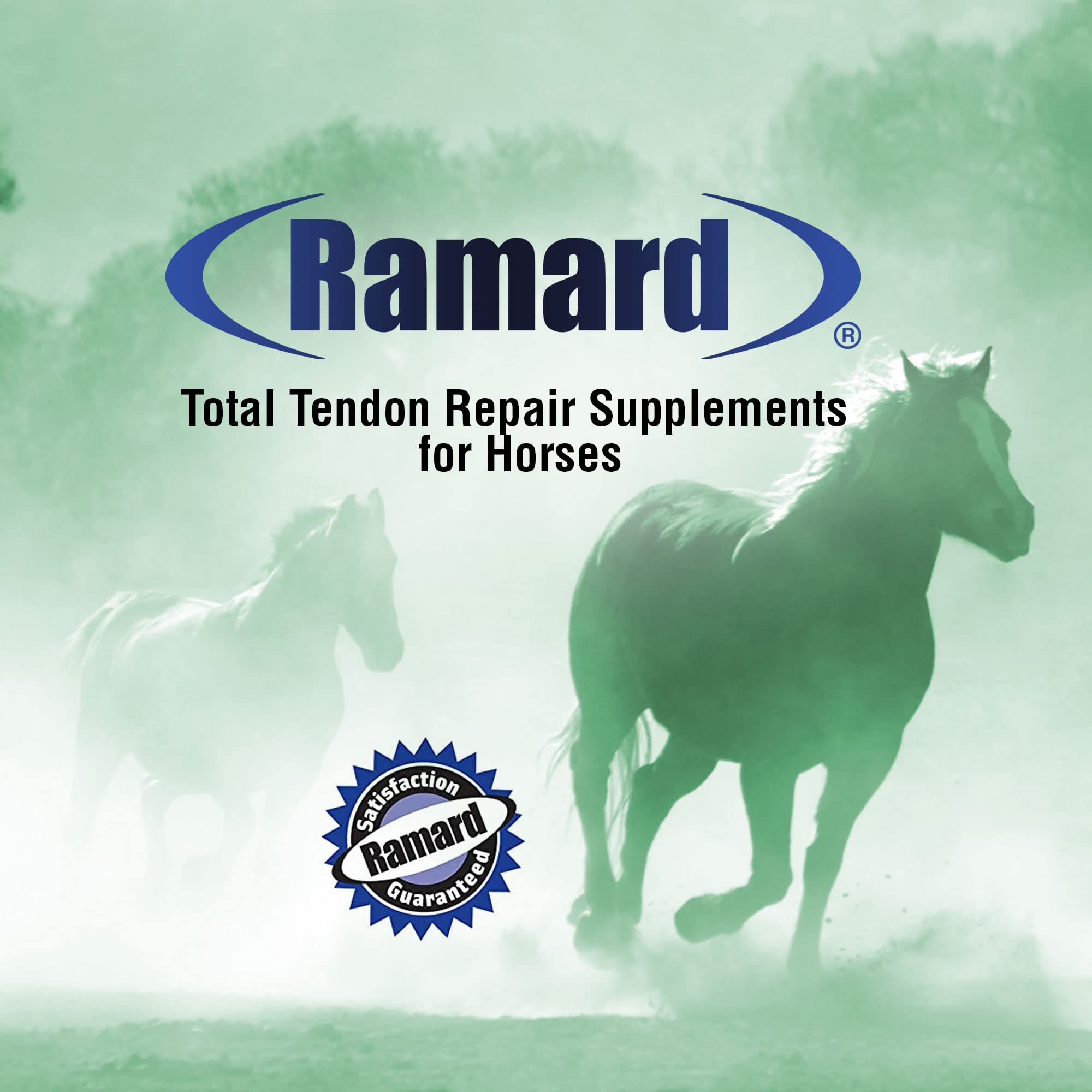Ramard Total Tendon Repair, caballo en marcha con apoyo a tendones y articulaciones.