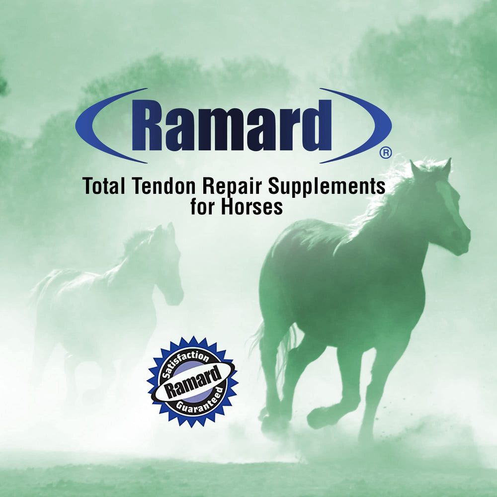 Ramard Total Tendon Repair, caballo en marcha con apoyo a tendones y articulaciones.