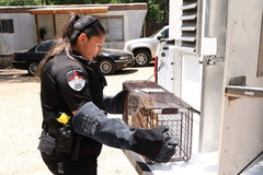 RAPICCA guantes con refuerzo en palma y dorso para manejo seguro de aves y reptiles.