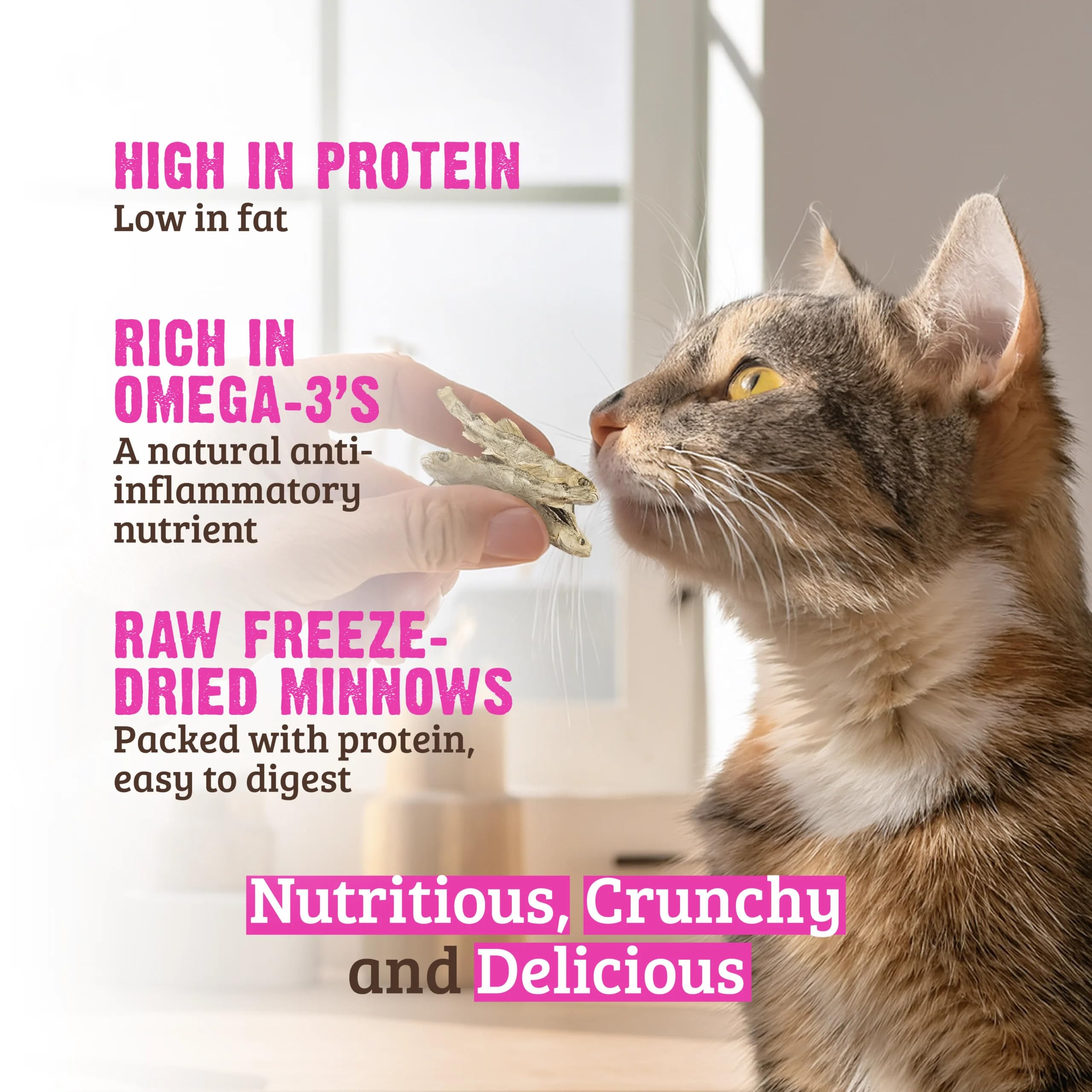 Rawz salmón, snack crujiente para gatos y nutrición diaria