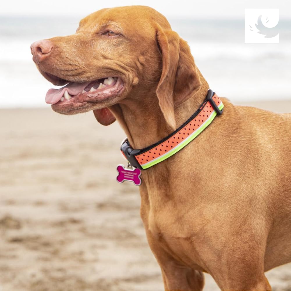 Talla pequeña RC Pets Clip Collar se ajusta de 9 a 13 pulgadas.