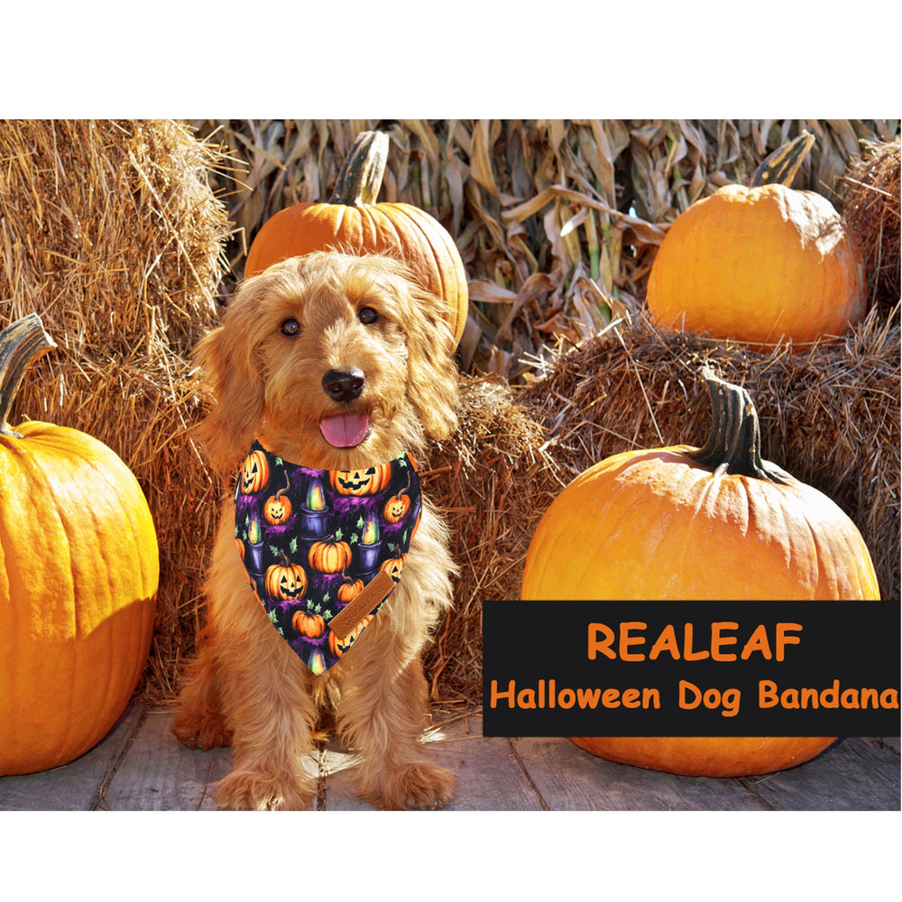 Ajuste cómodo y seguro para mascotas durante Halloween y celebraciones.