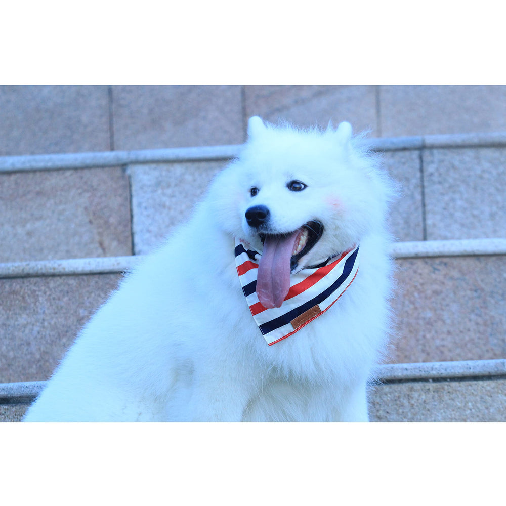 Bandana Realeaf de uso diario para perros pequeños y medianos.