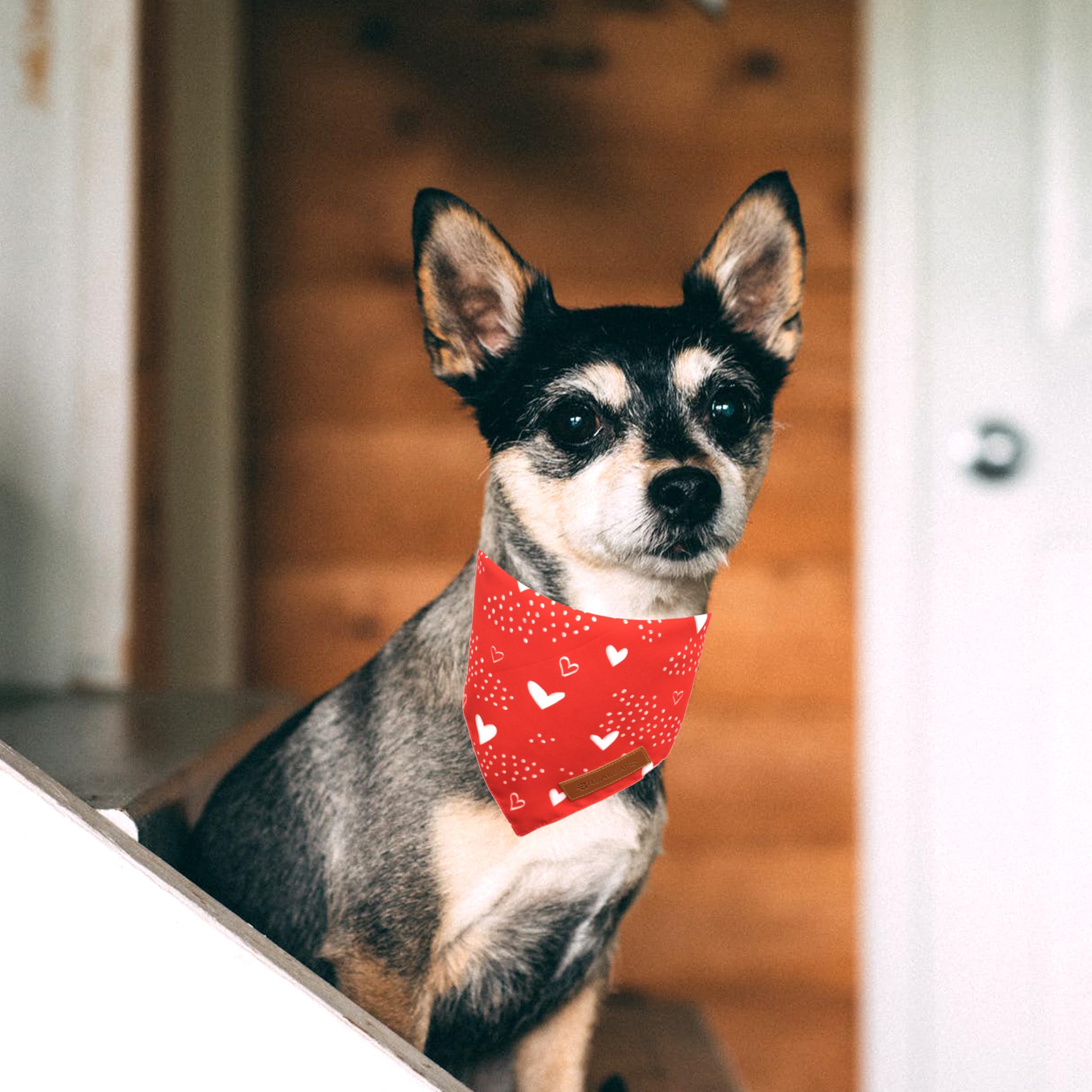 Realeaf bandanas para perros, colores rojos y blancos para celebrar