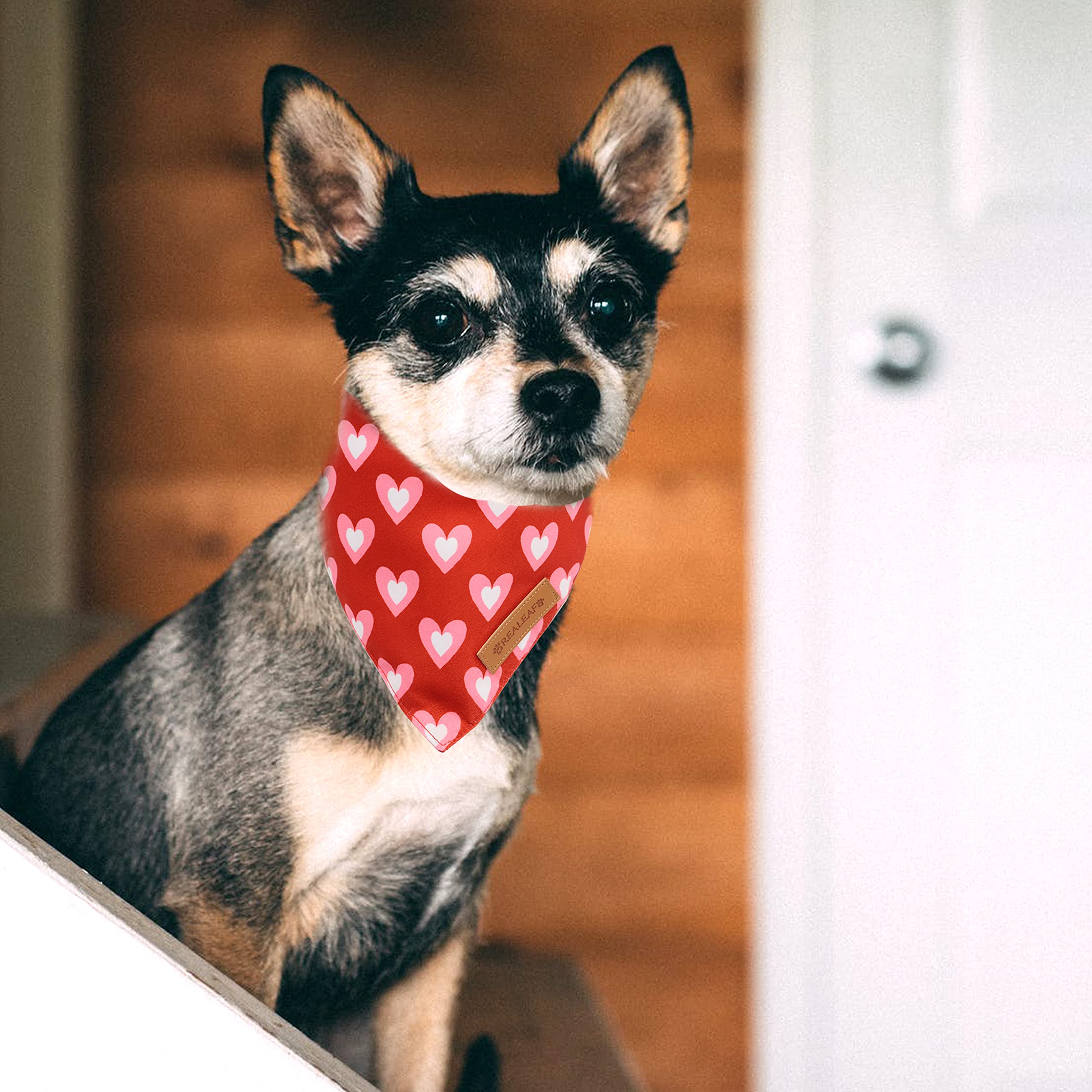 Ideal para bodas y eventos; bandanas reversibles añaden estilo divertido en sesiones.