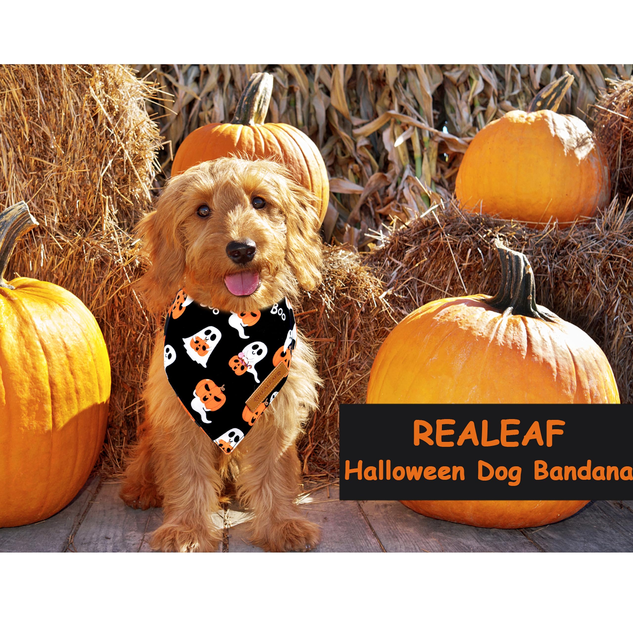 Realeaf regalo ideal de noche de brujas para perros y dueños.
