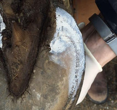Artimud de Red Horse: protección de la línea blanca y fisuras de la pezuña.