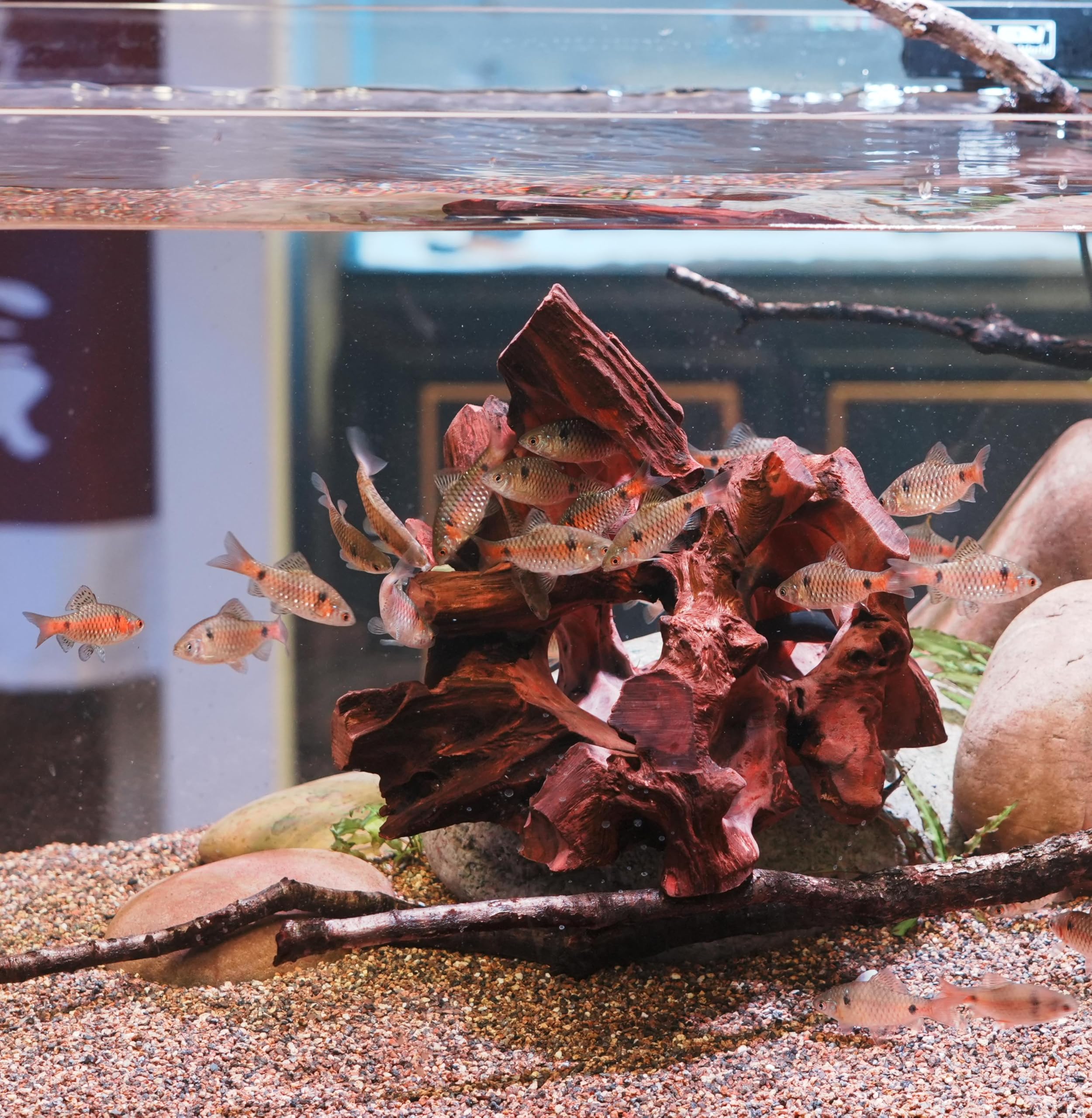 Redfeiyang decoración acuario 10 gal, aporta refugio para reptiles y peces