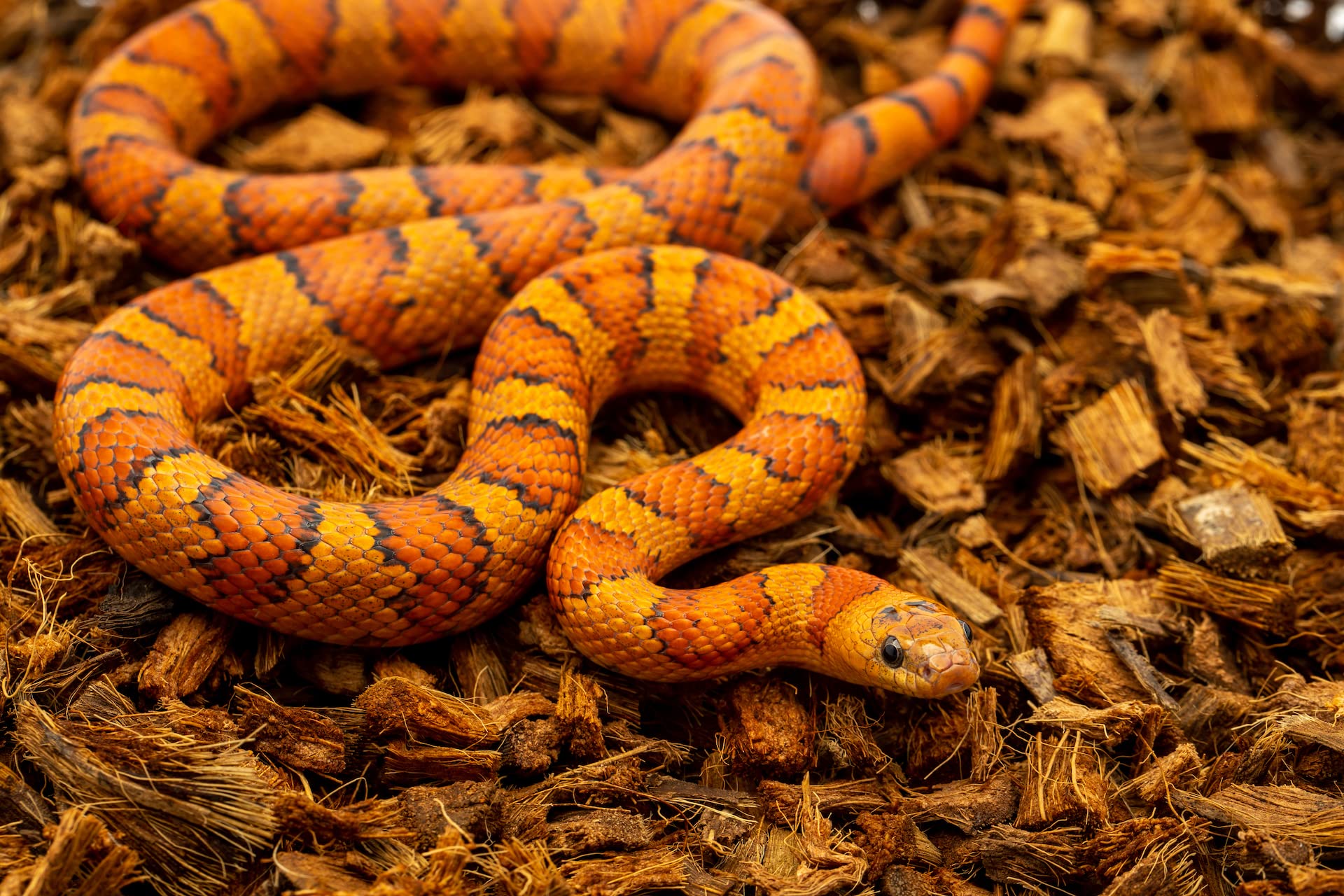 reptichip sustrato para geckos y tortugas, base versátil