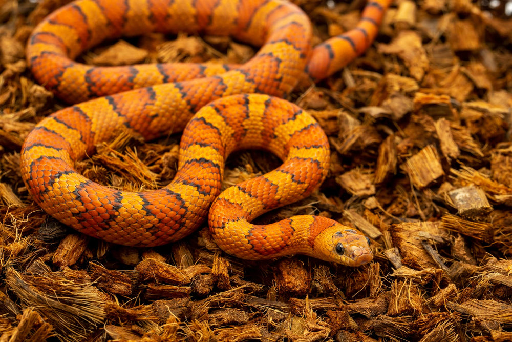 reptichip sustrato para geckos y tortugas, base versátil