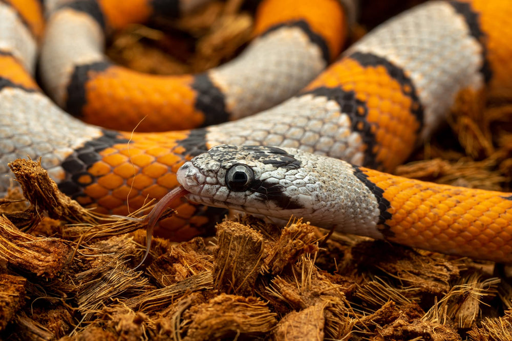 reptichip sustrato coco húmedo para especies tropicales