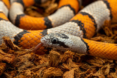reptichip sustrato coco húmedo para especies tropicales