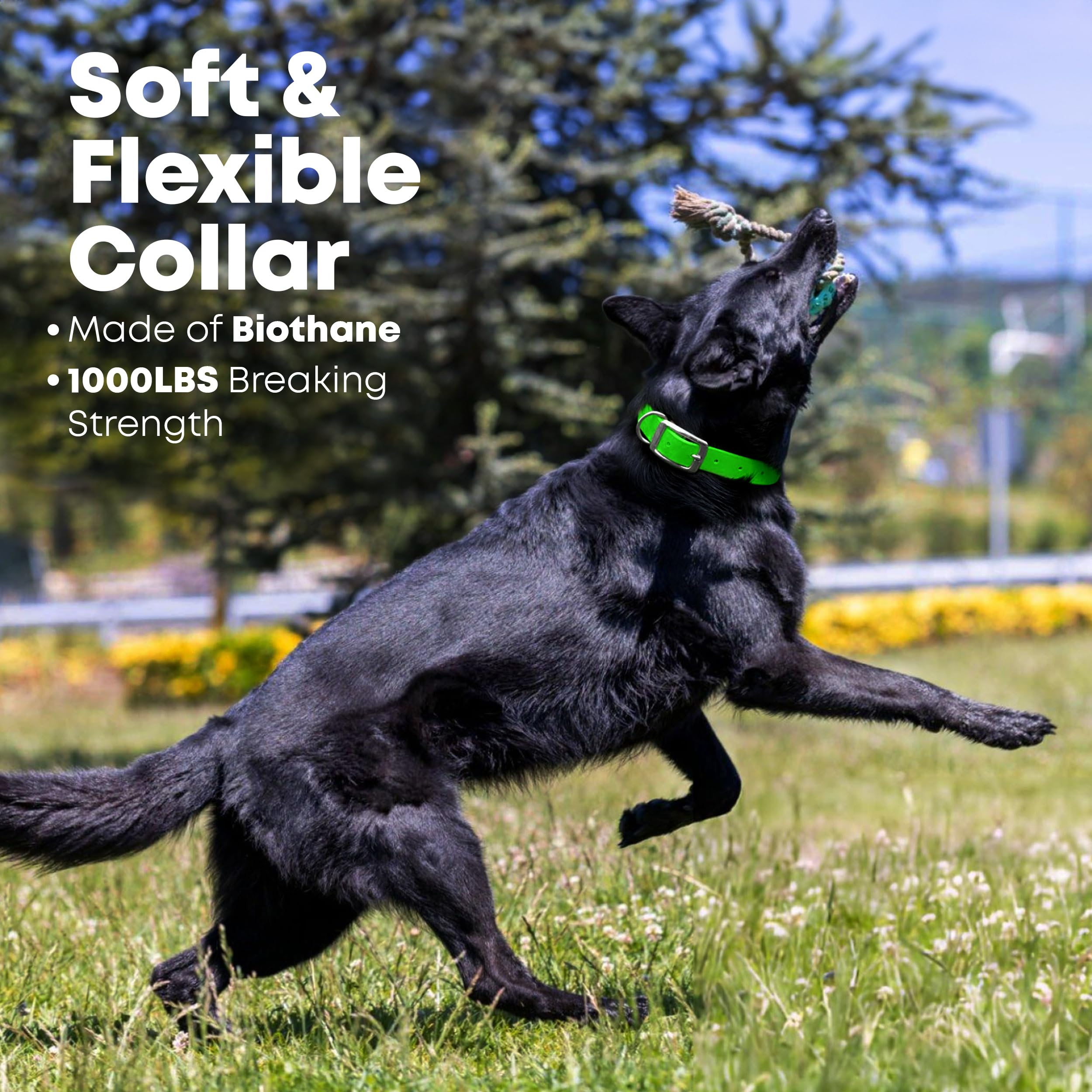 Cierre resistente a la corrosión Regal Dog Products, collar duradero.