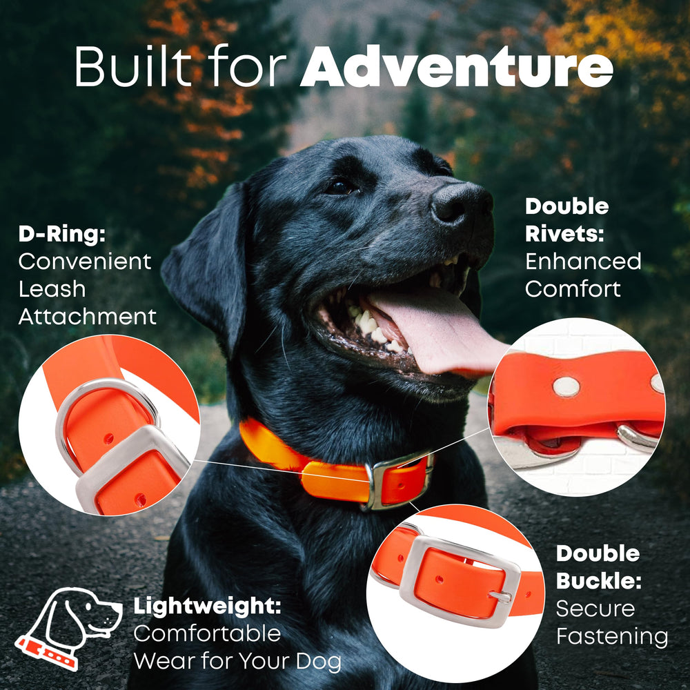 Regal Dog Products collar con doble hebilla, ideal para mayor seguridad.
