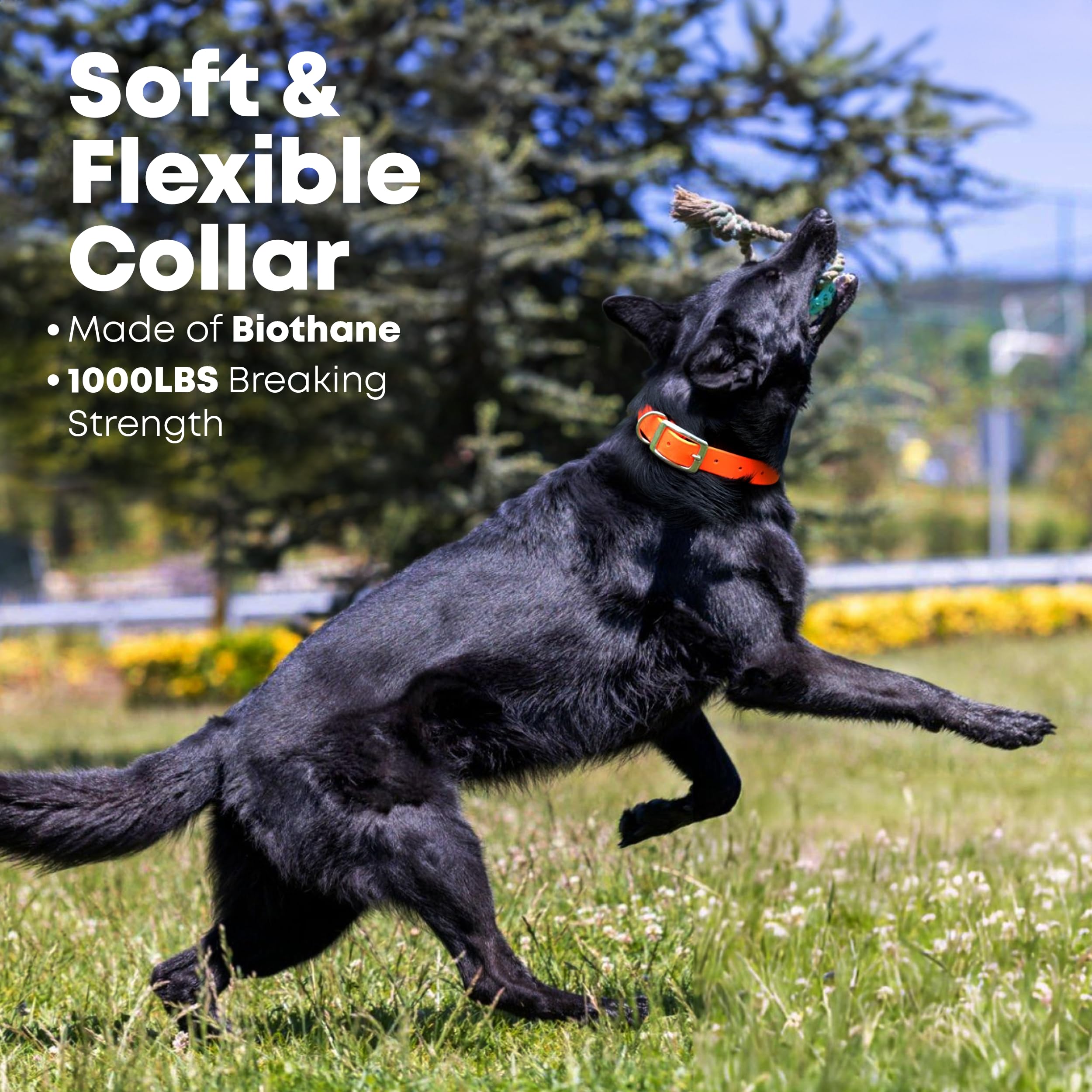 Regal Dog Products collar con recubrimiento de vinilo, resistente al agua.