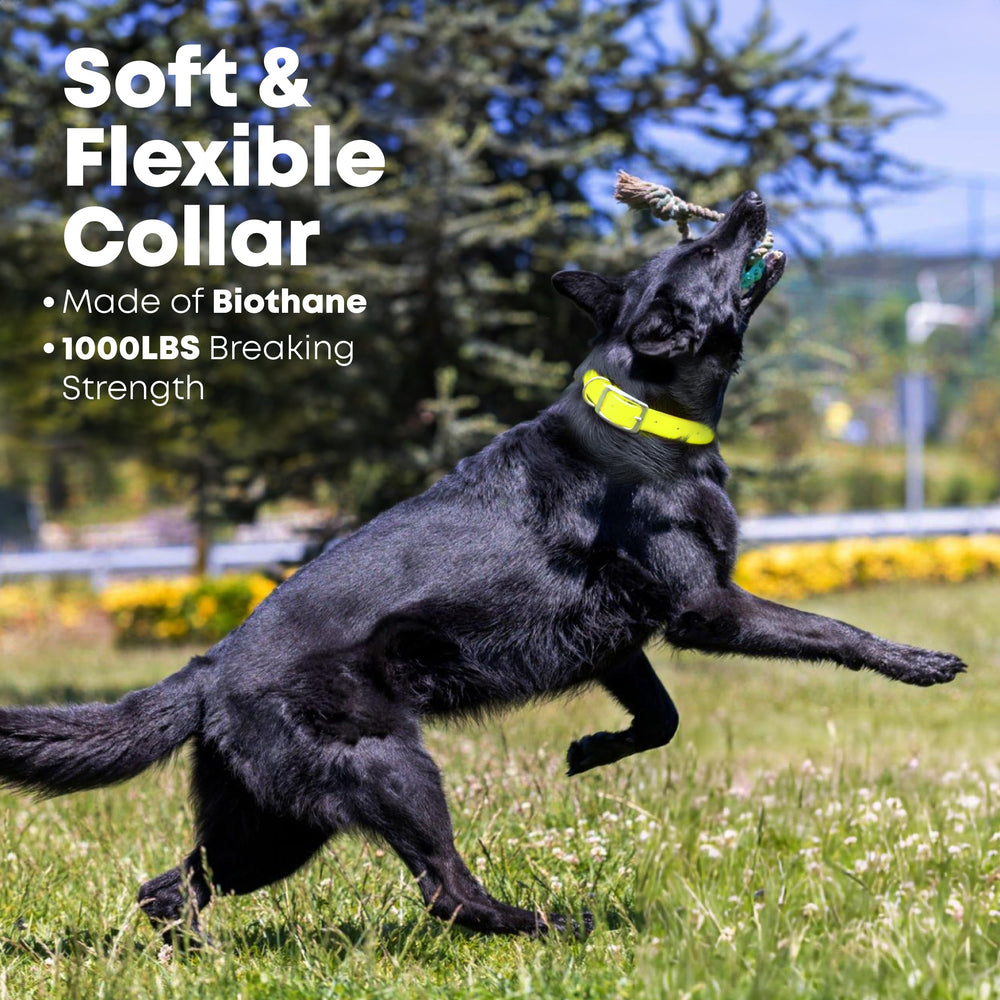 Collar Regal Dog Products resistente al agua, ideal para perros que nadan.