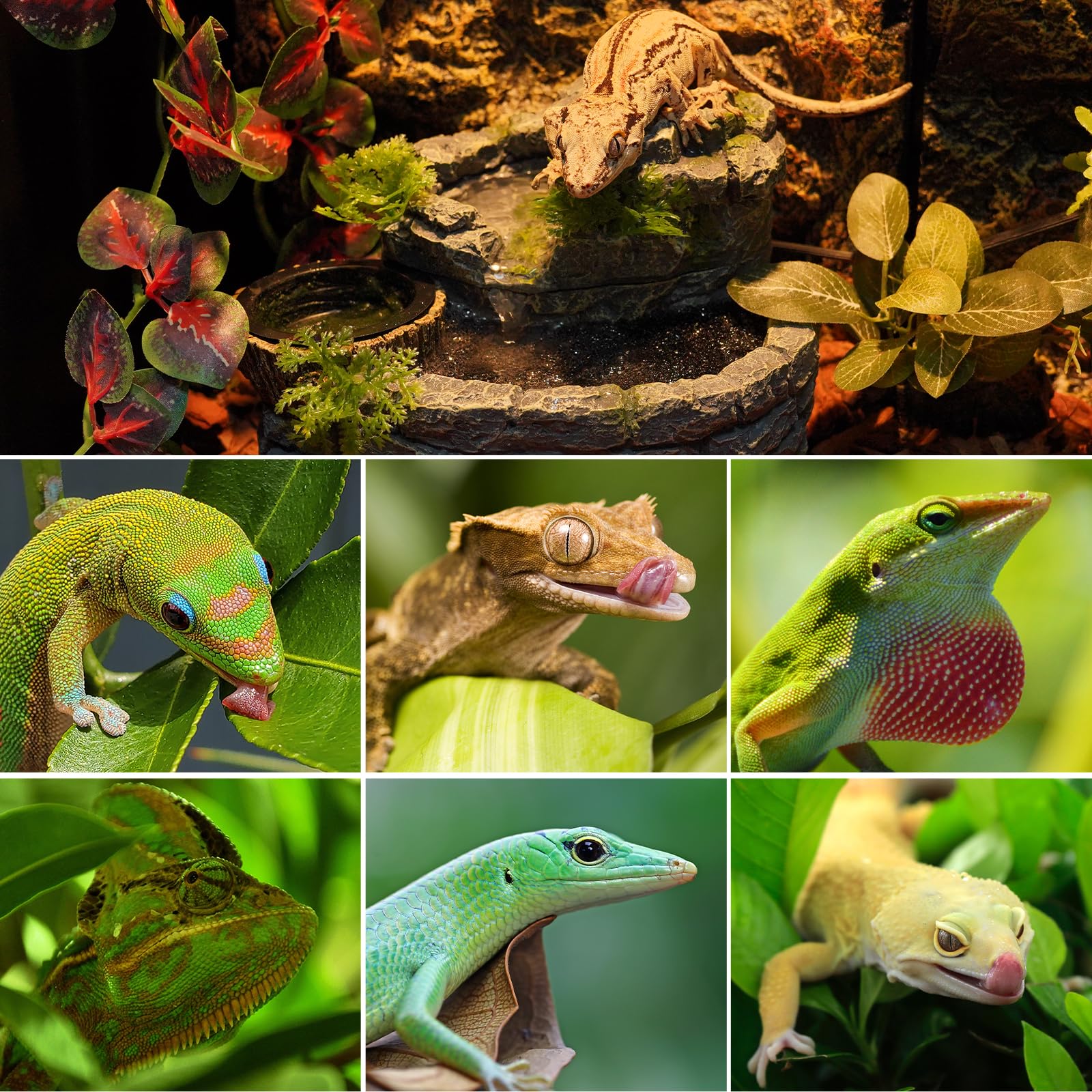 REPTI ZOO accesorio para terrario que mejora el cuidado de reptiles