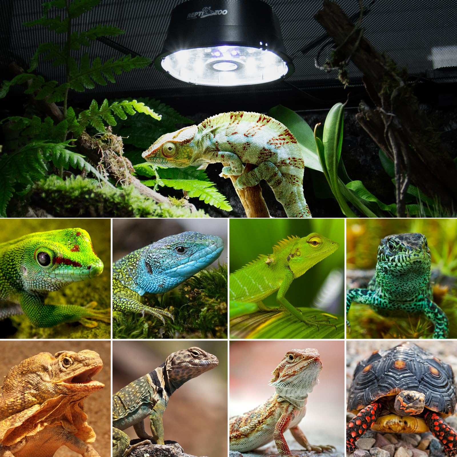 REPTI ZOO ahorro de energía: 6W frente a 90W incandescente