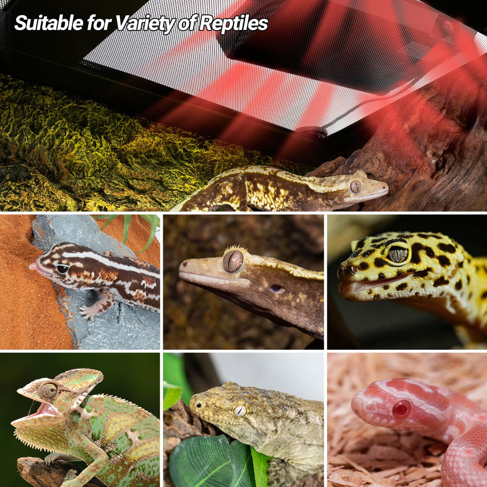REPTI ZOO aplicación en hábitat reptil completo: solución termo-ambiental versátil