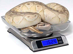DS-6000 de Reptile Basics con pantalla retroiluminada para lectura fácil.