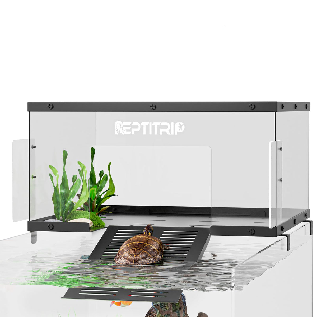 REPTITRIP plataforma tortuga tomando-sol con superficie clara para observar al animal