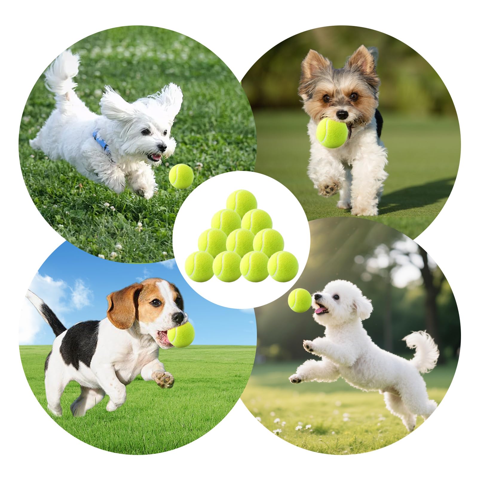 Bola de tenis segura para dientes en perros pequeños durante juego.