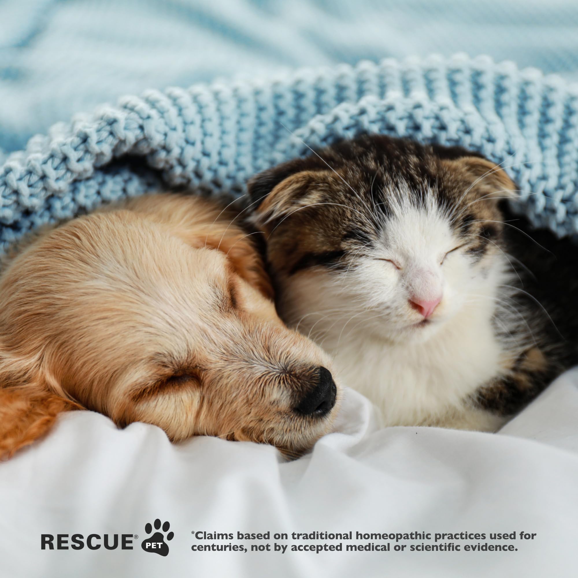 Gato tranquilo durante la noche con Rescue Pet Sleep Dropper.