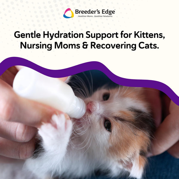 Kitten Lyte Revival apto para gatitos, ayuda a mantener la hidratación.
