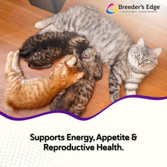 Kitten Lyte Revival sabor sopa pollo para mezclar con agua y hidratar.