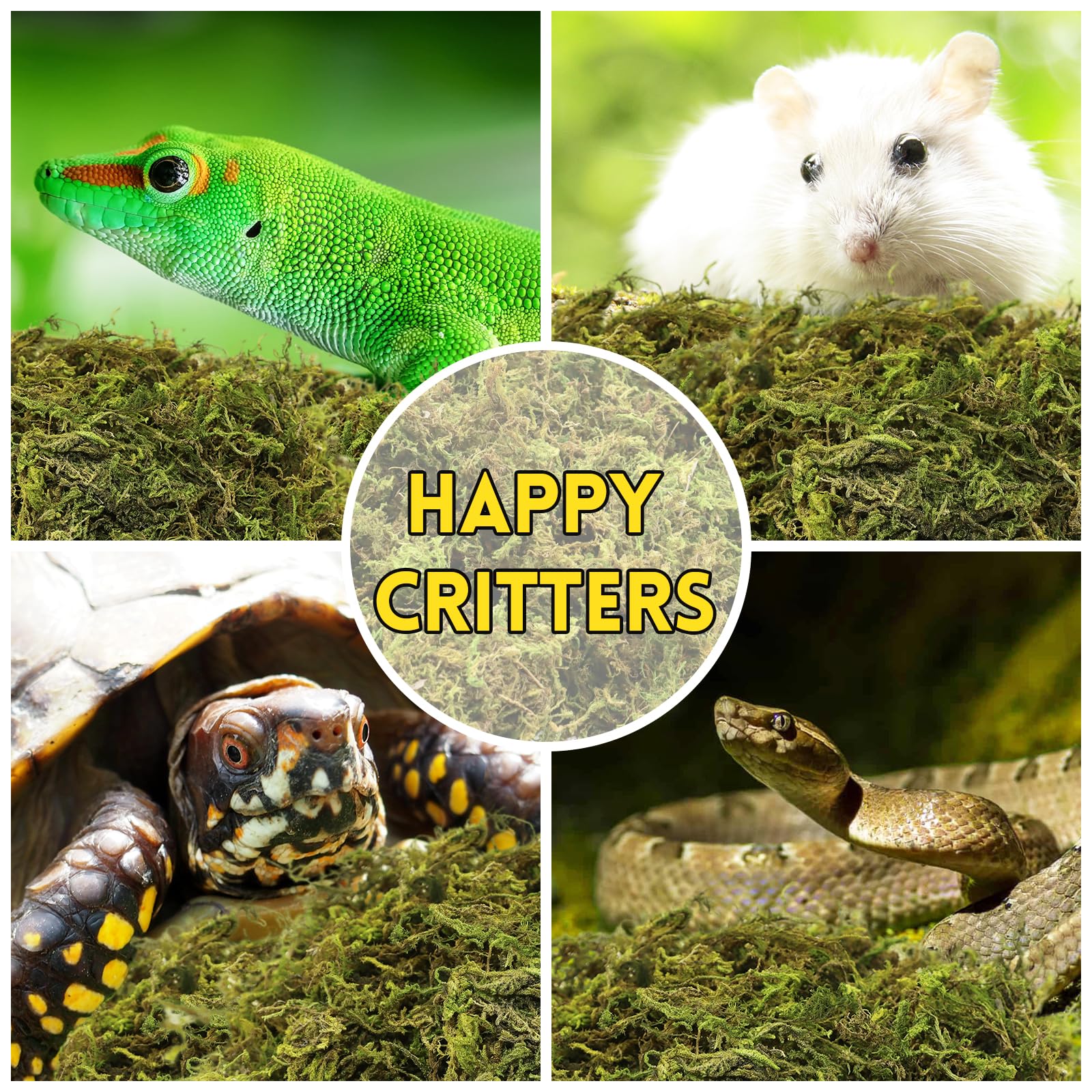 Riare musgo esfagno para reptiles, sustrato natural y versátil.