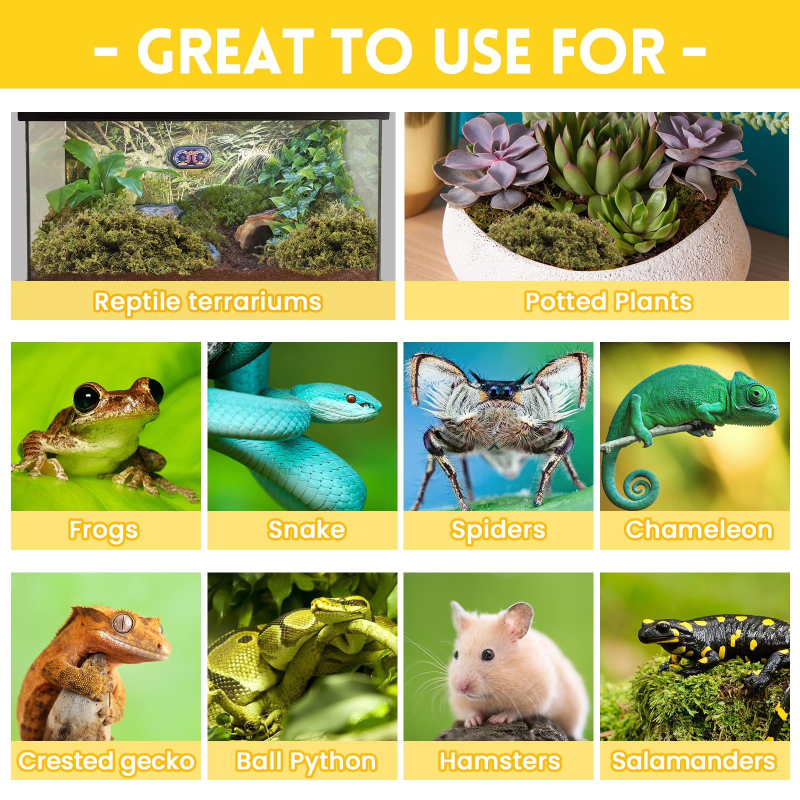 Riare musgo esfagno, usos múltiples para terrarios y jardinería.