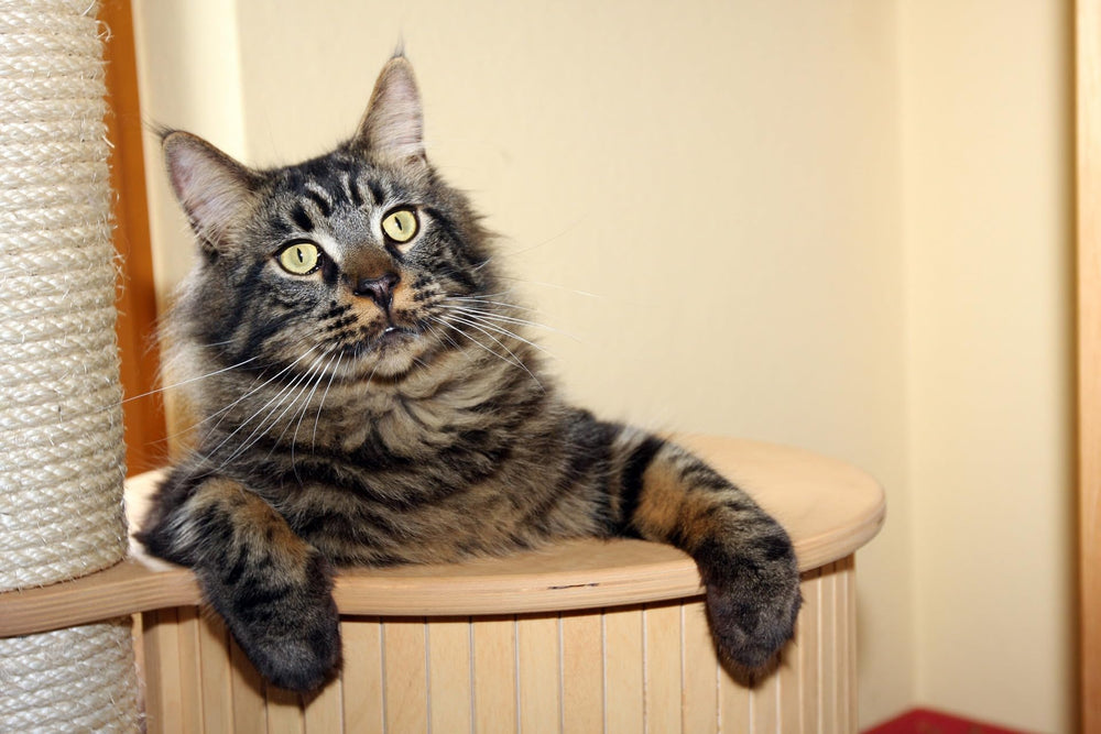 Riemex accesorios hazlo-tú-mismo con sisal para gatos, creación de postes atractivos.