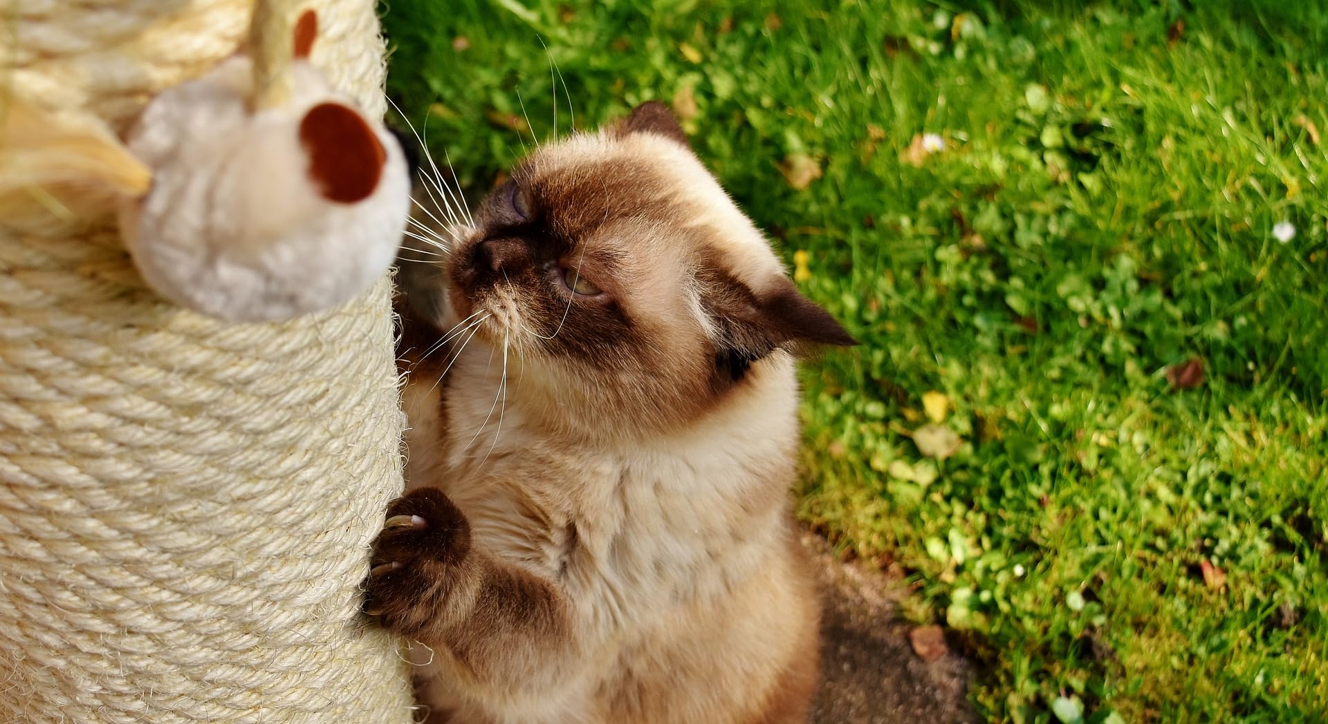 Riemex sisal natural para proyectos de trepar, opción segura para mascotas.