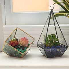 RIFNY piedras brillantes para suculentas, realzan colores y texturas
