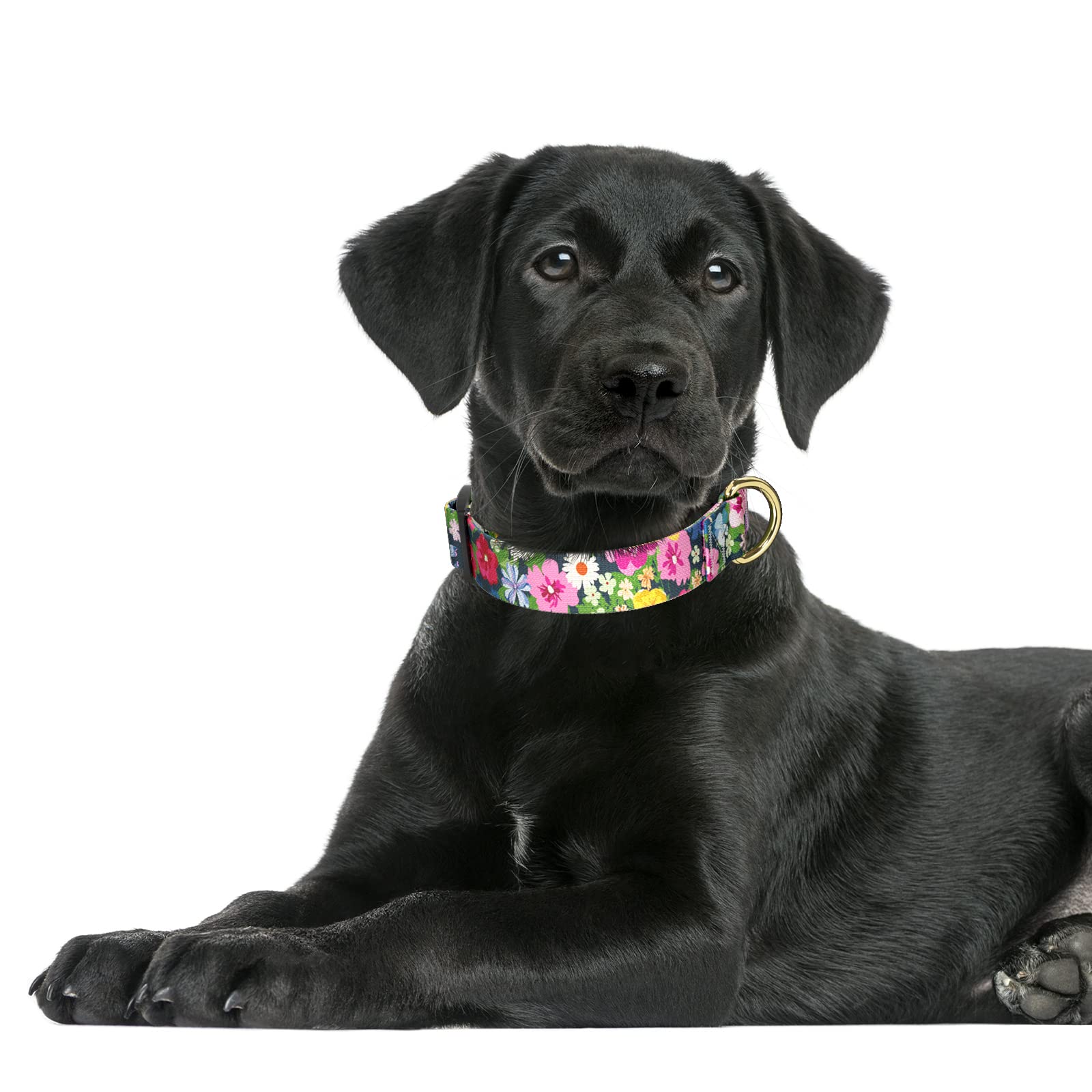 Collar rnivvi grande con cierre rápido, fácil de colocar