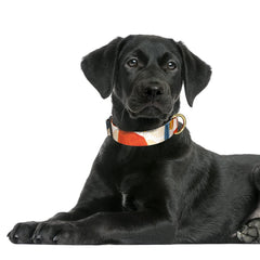 Collar Rnivvi para perros grandes con ajuste ajustable para comodidad