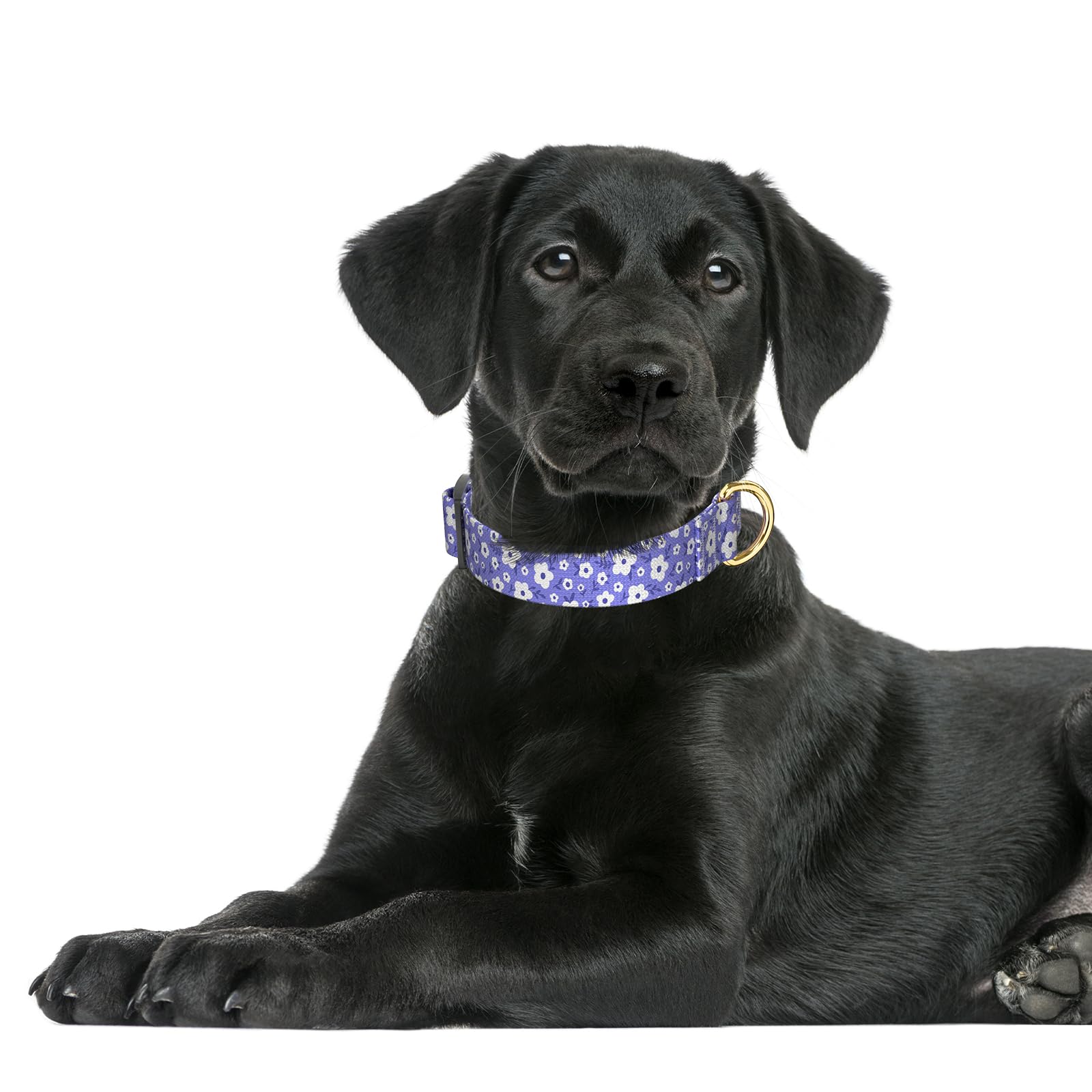 Collar Rnivvi para perro grande con diseño floral purpura, estilo elegante.