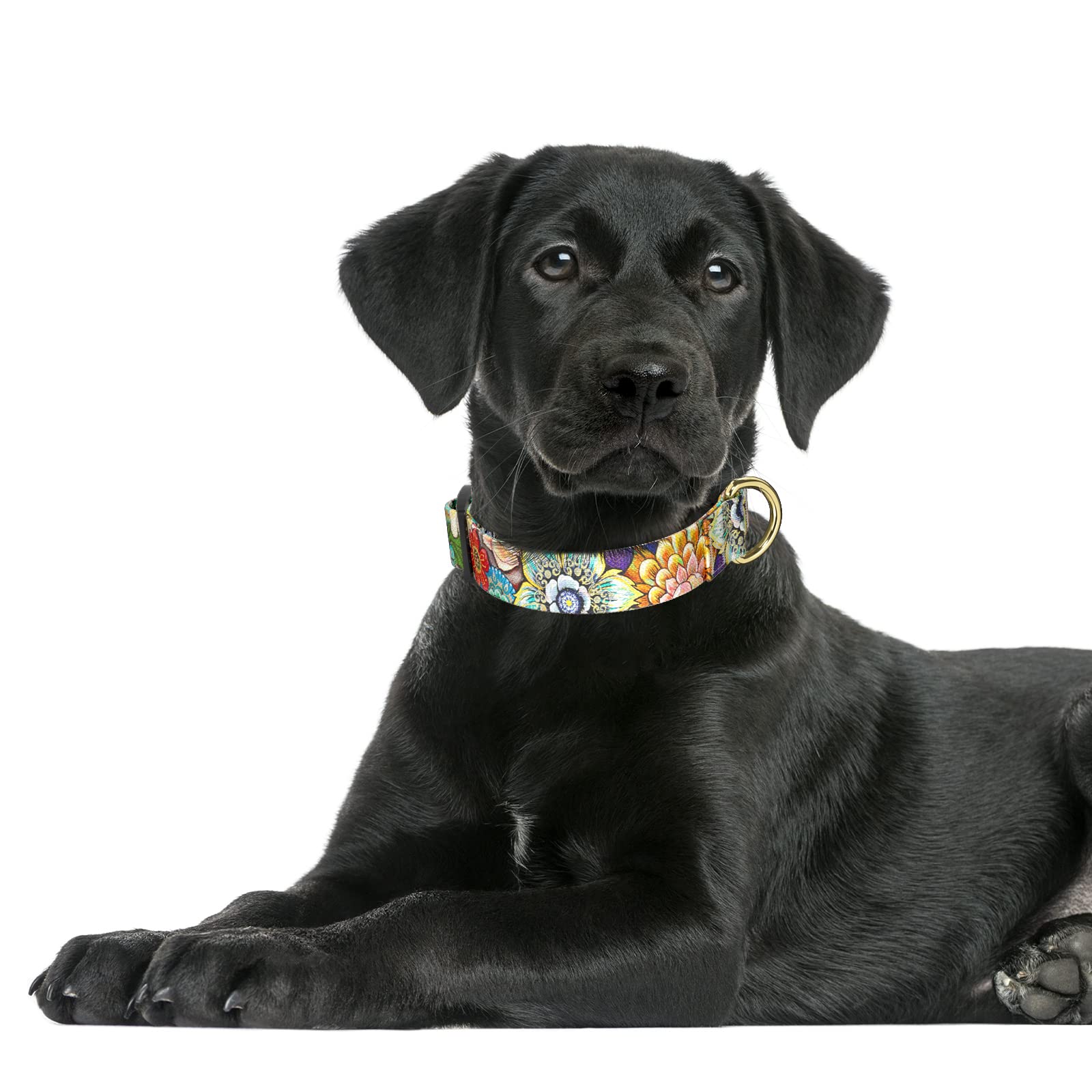 Rnivvi collar con hebilla rápida, menos esfuerzo al ponérselo.