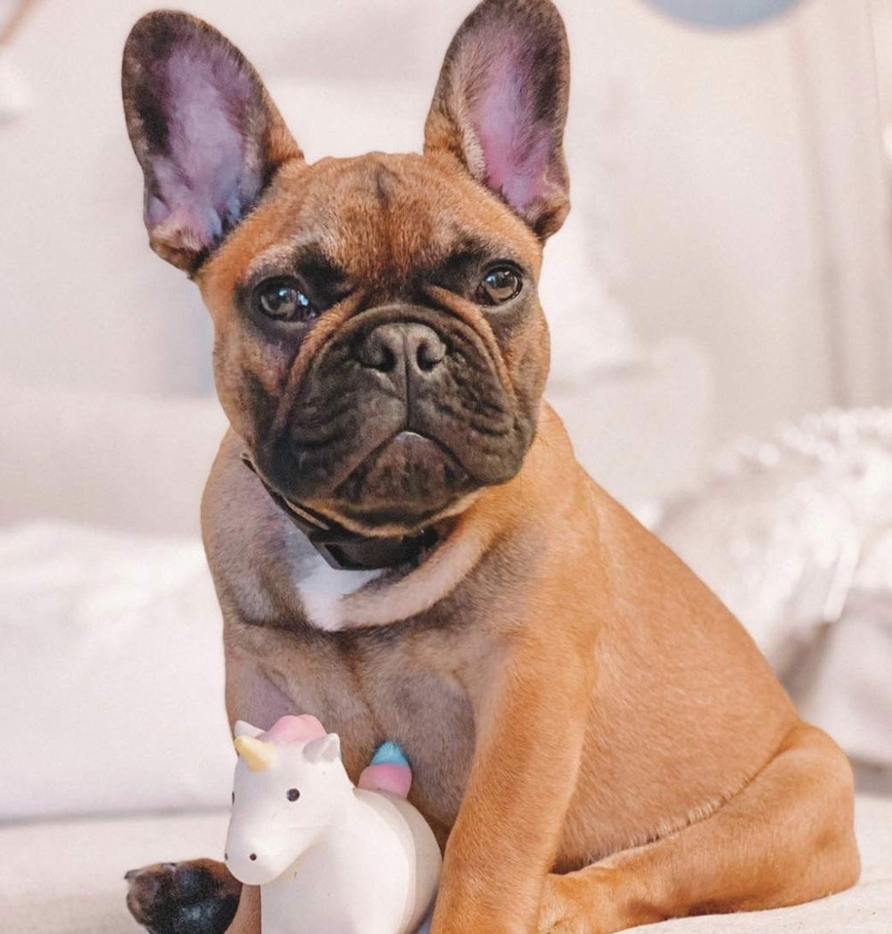 Rocket & Rex: empaque con tres juguetes para perros pequeños