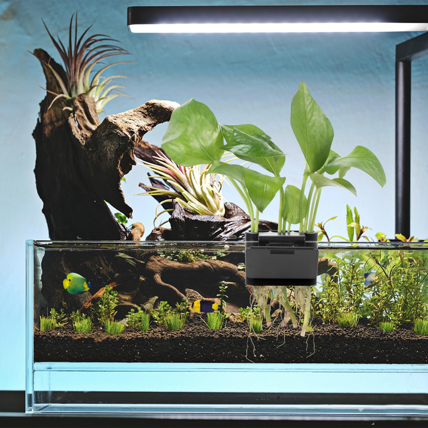 Roetelo regalo para amantes de acuarios y plantas.